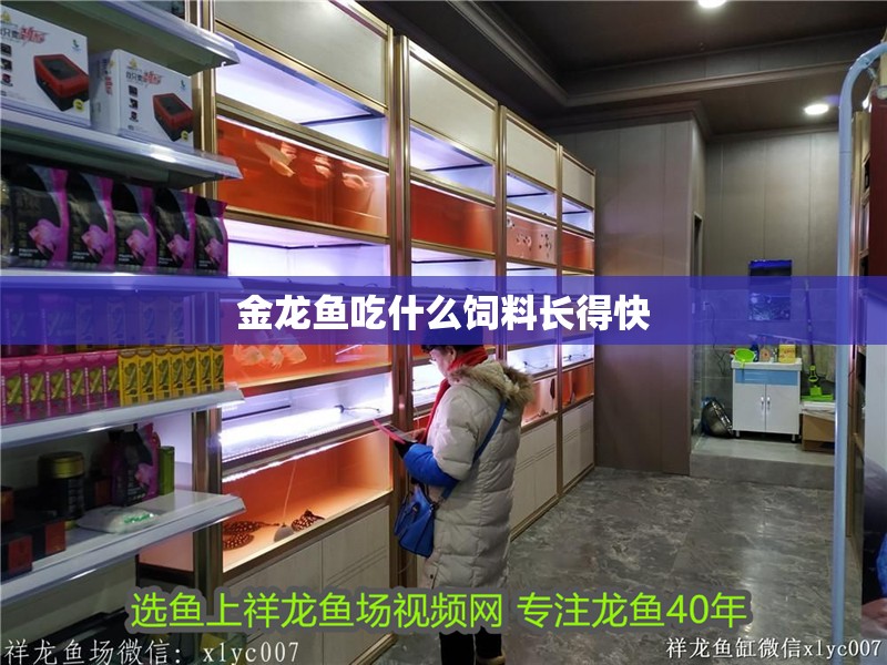 金龍魚吃什么飼料長得快
