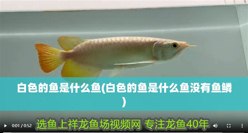 白色的魚是什么魚(白色的魚是什么魚沒有魚鱗)