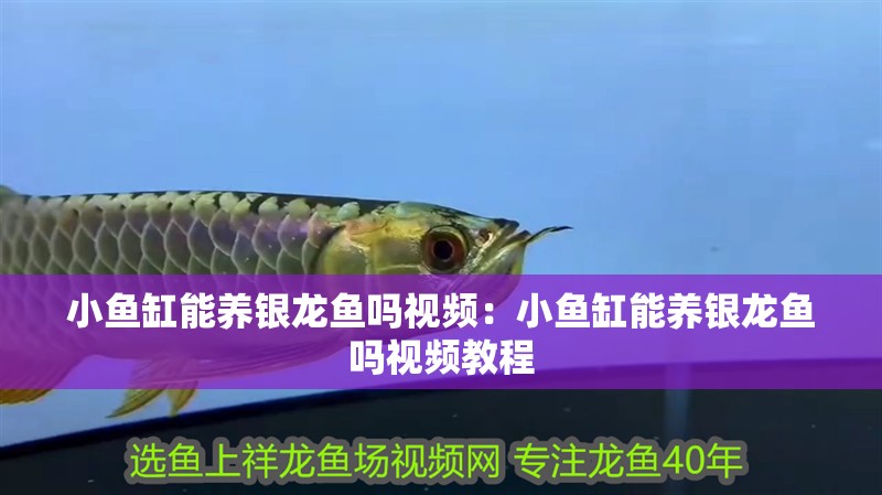 小魚缸能養(yǎng)銀龍魚嗎視頻：小魚缸能養(yǎng)銀龍魚嗎視頻教程