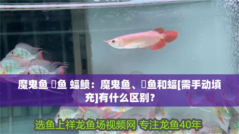 魔鬼魚 魟魚 蝠鲼：魔鬼魚、魟魚和蝠[需手動(dòng)填充]有什么區(qū)別？