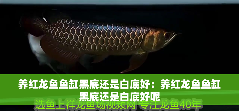 養(yǎng)紅龍魚(yú)魚(yú)缸黑底還是白底好:養(yǎng)紅龍魚(yú)魚(yú)缸黑底還是白底好呢 水族問(wèn)答 養(yǎng)紅龍魚(yú)魚(yú)缸黑底還是白底好:養(yǎng)紅龍魚(yú)魚(yú)缸黑底還是白底好呢 養(yǎng)紅龍魚(yú)魚(yú)缸黑底還是白底好:養(yǎng)紅龍魚(yú)魚(yú)缸黑底還是白底好呢 水族問(wèn)答