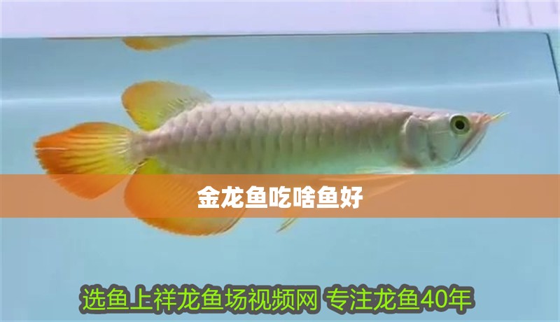 金龍魚(yú)吃啥魚(yú)好
