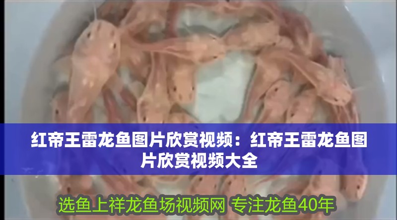 紅帝王雷龍魚圖片欣賞視頻：紅帝王雷龍魚圖片欣賞視頻大全