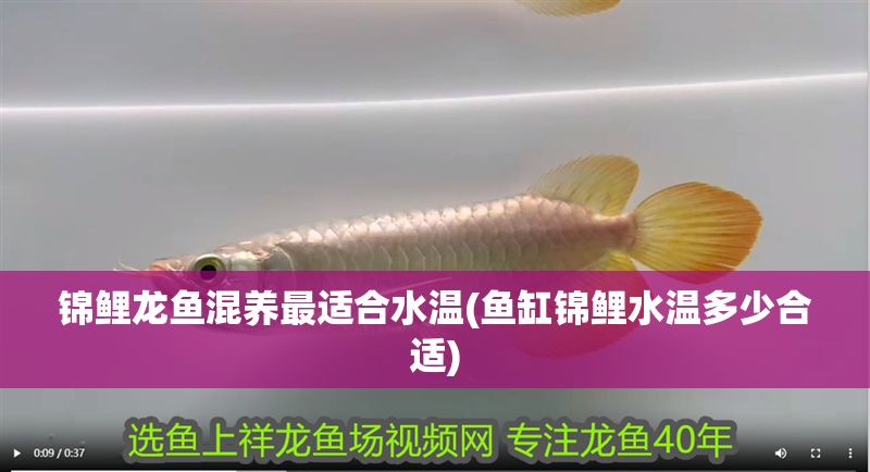 錦鯉龍魚混養最適合水溫(魚缸錦鯉水溫多少合適)