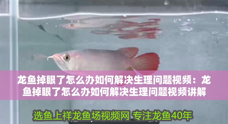 龍魚掉眼了怎么辦如何解決生理問題視頻：龍魚掉眼了怎么辦如何解決生理問題視頻講解 龍魚掉眼了怎么辦如何解決生理問題視頻：龍魚掉眼了怎么辦如何解決生理問題視頻講解 水族問答