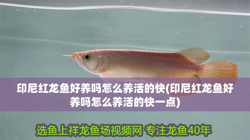 印尼紅龍魚(yú)好養(yǎng)嗎怎么養(yǎng)活的快(印尼紅龍魚(yú)好養(yǎng)嗎怎么養(yǎng)活的快一點(diǎn))