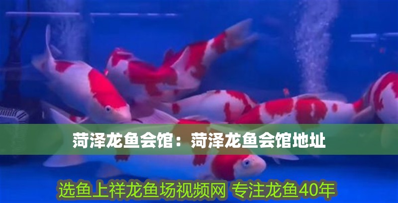 菏澤龍魚會館：菏澤龍魚會館地址