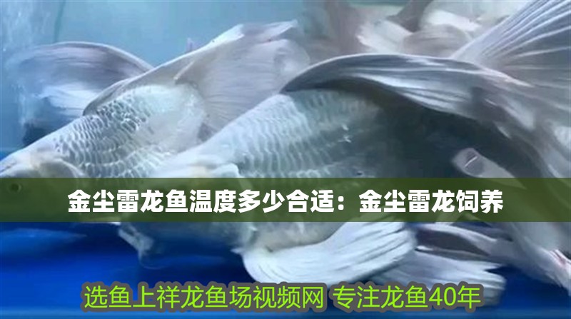 金塵雷龍魚溫度多少合適：金塵雷龍飼養