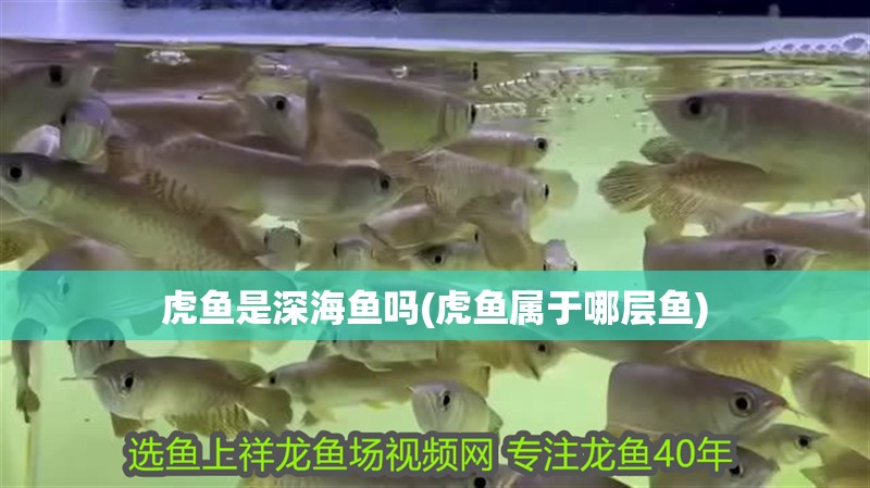 虎魚是深海魚嗎(虎魚屬于哪層魚)