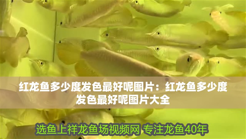 紅龍魚多少度發色最好呢圖片：紅龍魚多少度發色最好呢圖片大全 紅龍魚多少度發色最好呢圖片：紅龍魚多少度發色最好呢圖片大全 水族問答