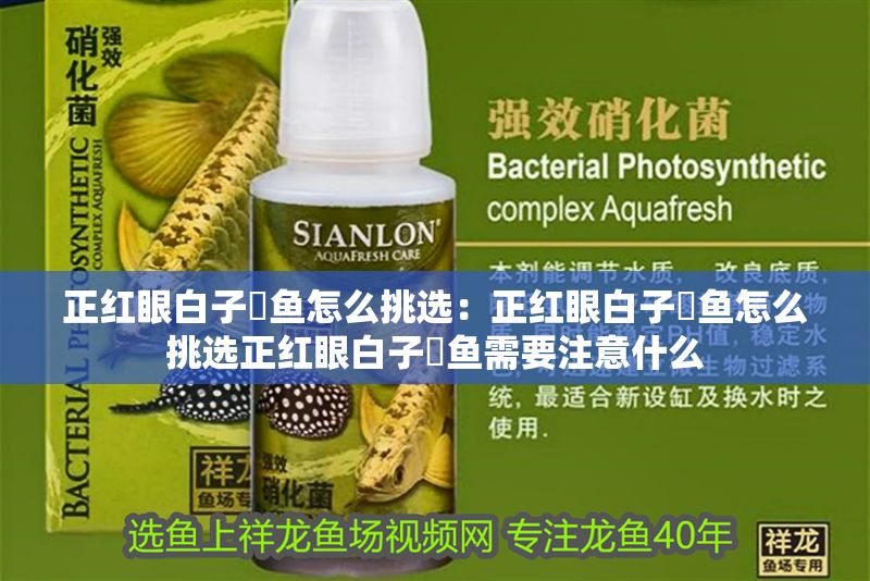 正紅眼白子魟魚怎么挑選：正紅眼白子魟魚怎么挑選正紅眼白子魟魚需要注意什么