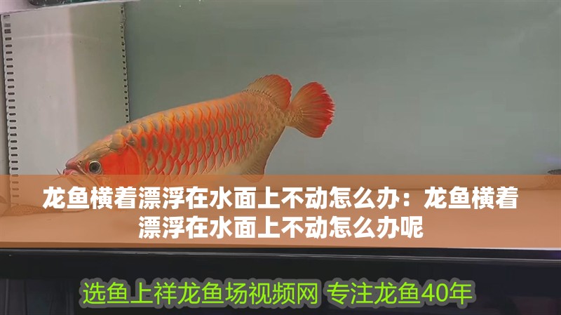 龍魚橫著漂浮在水面上不動怎么辦：龍魚橫著漂浮在水面上不動怎么辦呢 龍魚橫著漂浮在水面上不動怎么辦：龍魚橫著漂浮在水面上不動怎么辦呢 水族問答