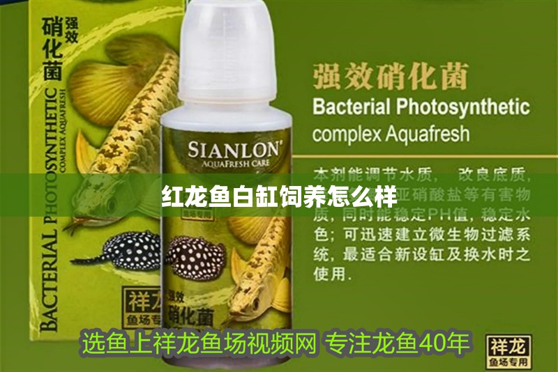 紅龍魚白缸飼養怎么樣