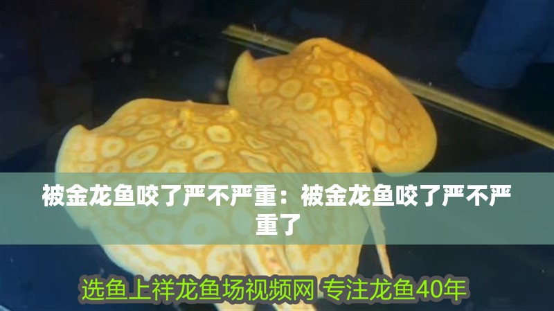 被金龍魚咬了嚴不嚴重：被金龍魚咬了嚴不嚴重了 被金龍魚咬了嚴不嚴重：被金龍魚咬了嚴不嚴重了 水族問答