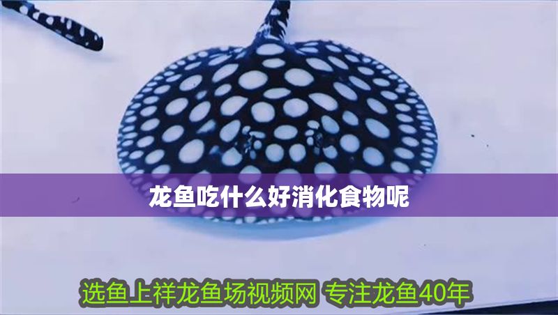 龍魚吃什么好消化食物呢