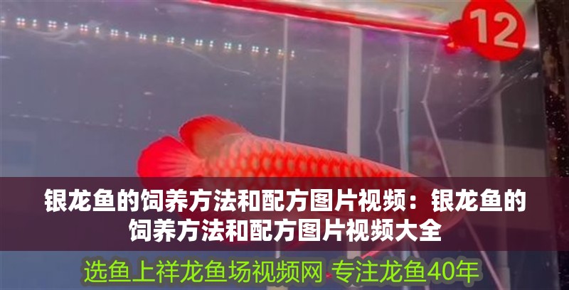 銀龍魚的飼養方法和配方圖片視頻：銀龍魚的飼養方法和配方圖片視頻大全
