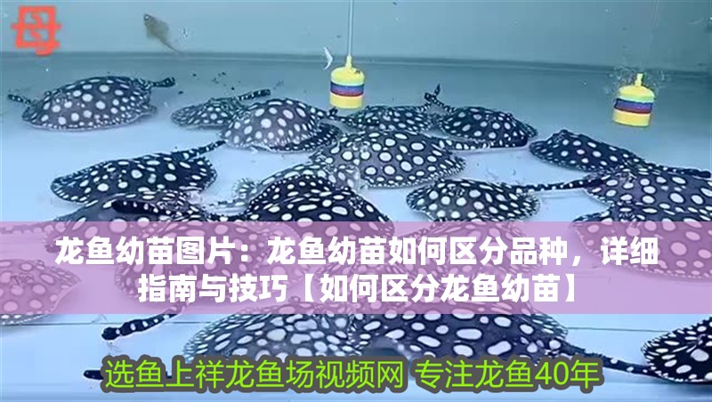 龍魚幼苗圖片：龍魚幼苗如何區分品種，詳細指南與技巧【如何區分龍魚幼苗】