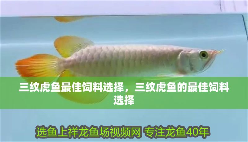 三紋虎魚(yú)最佳飼料選擇，三紋虎魚(yú)的最佳飼料選擇