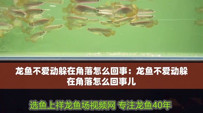 龍魚不愛動躲在角落怎么回事：龍魚不愛動躲在角落怎么回事兒 龍魚不愛動躲在角落怎么回事：龍魚不愛動躲在角落怎么回事兒 水族問答 第2張