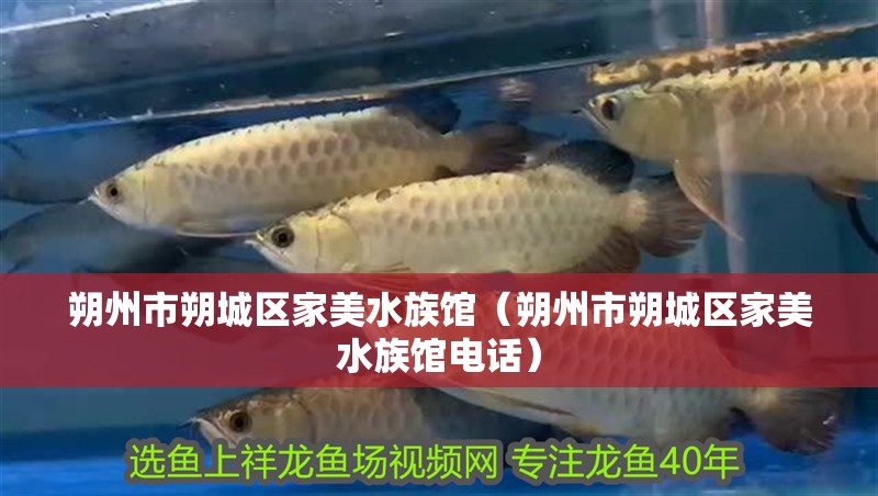 朔州市朔城區(qū)家美水族館（朔州市朔城區(qū)家美水族館電話）