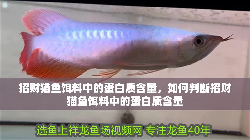 招財貓魚餌料中的蛋白質含量，如何判斷招財貓魚餌料中的蛋白質含量