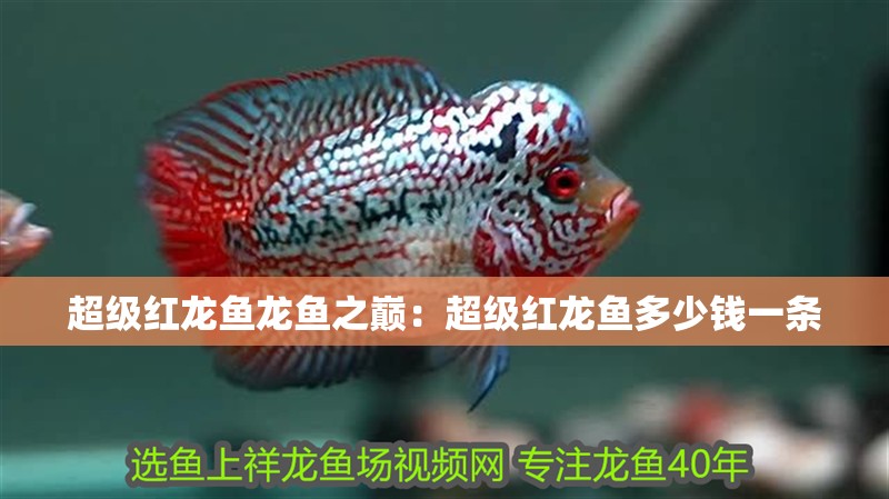 超級紅龍魚龍魚之巔：超級紅龍魚多少錢一條
