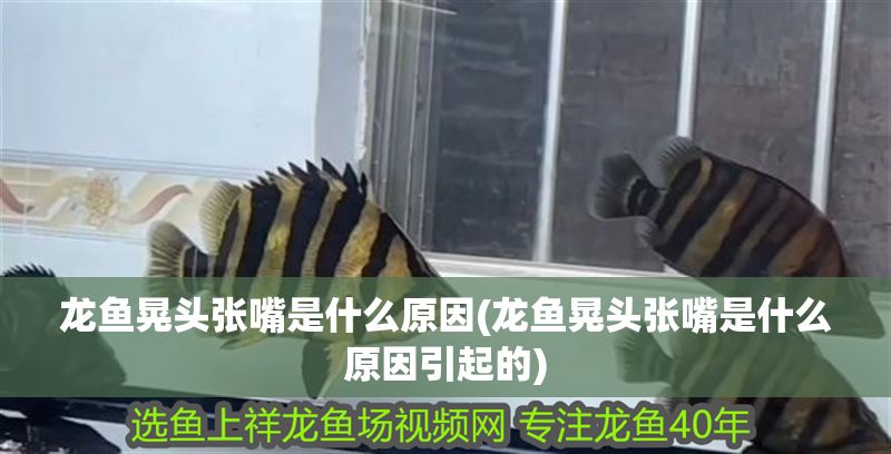 龍魚晃頭張嘴是什么原因(龍魚晃頭張嘴是什么原因引起的) 龍魚晃頭張嘴是什么原因(龍魚晃頭張嘴是什么原因引起的) 金龍魚百科 第1張