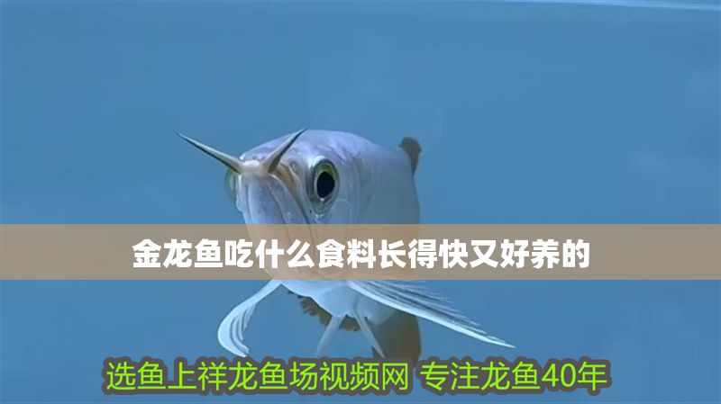 金龍魚吃什么食料長(zhǎng)得快又好養(yǎng)的