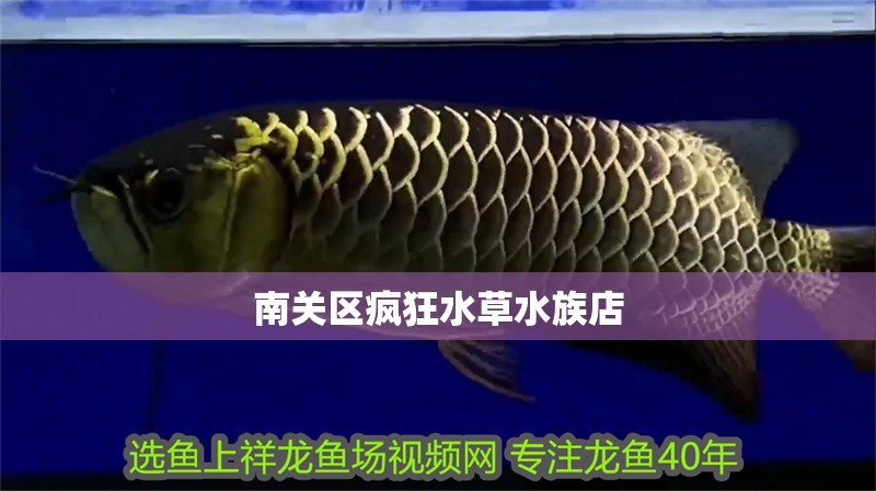 觀賞魚龍魚價格多少