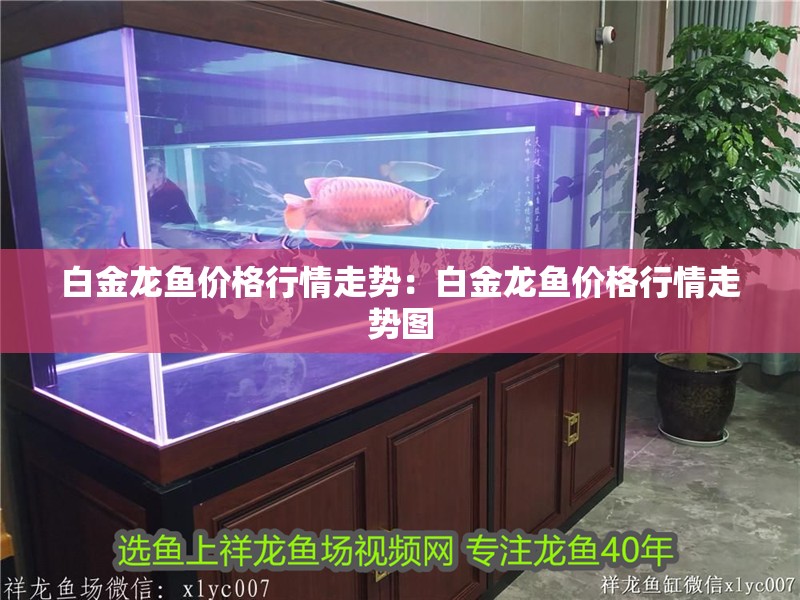 白金龍魚價格行情走勢：白金龍魚價格行情走勢圖