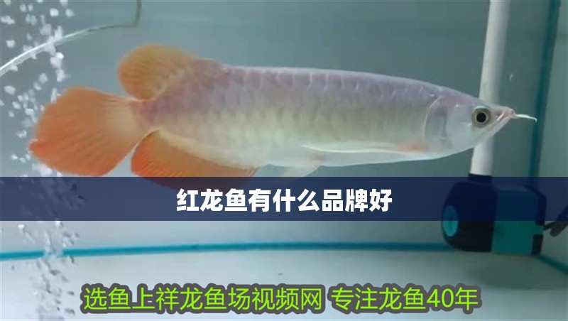 紅龍魚有什么品牌好