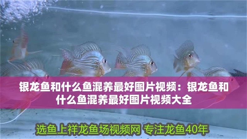 銀龍魚和什么魚混養最好圖片視頻：銀龍魚和什么魚混養最好圖片視頻大全
