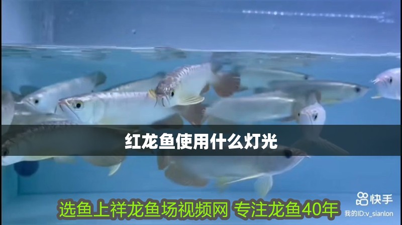 紅龍魚使用什么燈光
