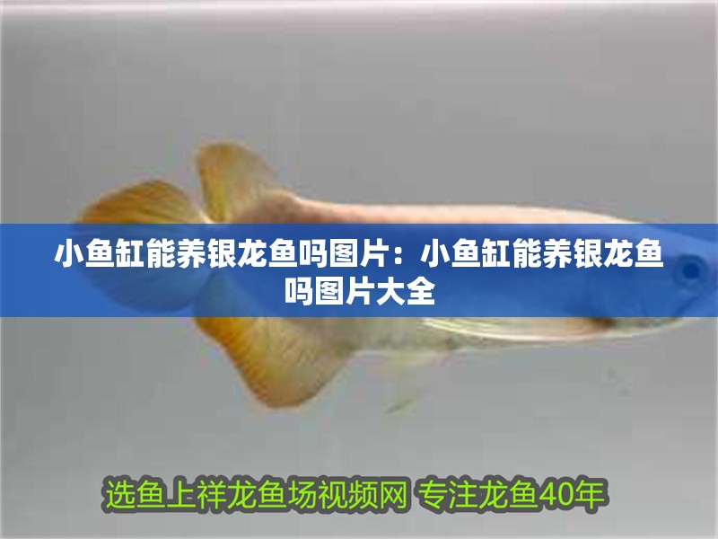 小魚缸能養(yǎng)銀龍魚嗎圖片：小魚缸能養(yǎng)銀龍魚嗎圖片大全 小魚缸能養(yǎng)銀龍魚嗎圖片：小魚缸能養(yǎng)銀龍魚嗎圖片大全 水族問答