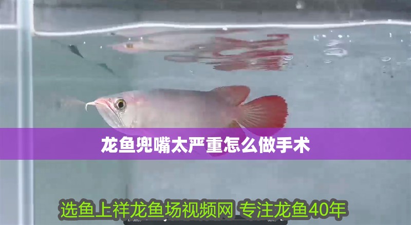 龍魚(yú)兜嘴太嚴(yán)重怎么做手術(shù)