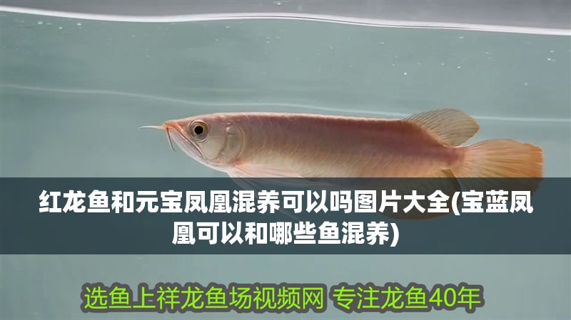 紅龍魚和元寶鳳凰混養(yǎng)可以嗎圖片大全(寶藍鳳凰可以和哪些魚混養(yǎng))