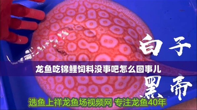 龍魚吃錦鯉飼料沒事吧怎么回事兒 龍魚吃錦鯉飼料沒事吧怎么回事兒 龍魚百科 第3張