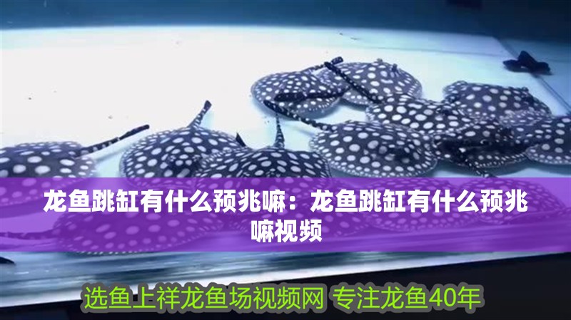 龍魚跳缸有什么預(yù)兆嘛：龍魚跳缸有什么預(yù)兆嘛視頻