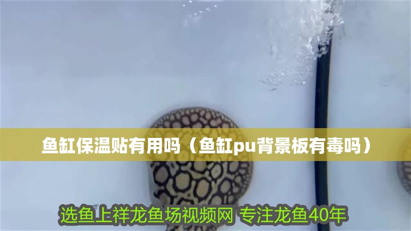 魚缸保溫貼有用嗎（魚缸pu背景板有毒嗎）