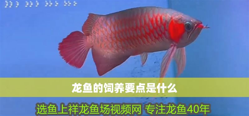 龍魚的飼養要點是什么