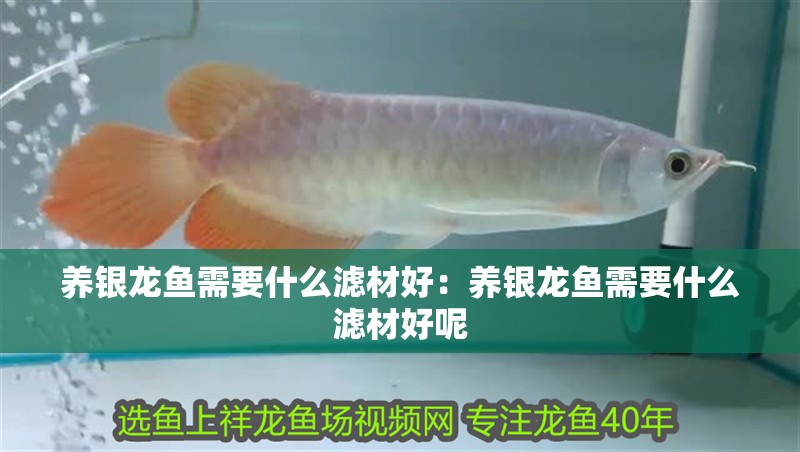 養(yǎng)銀龍魚需要什么濾材好：養(yǎng)銀龍魚需要什么濾材好呢