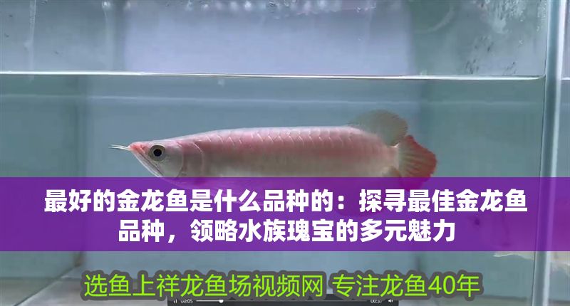 最好的金龍魚是什么品種的：探尋最佳金龍魚品種，領(lǐng)略水族瑰寶的多元魅力