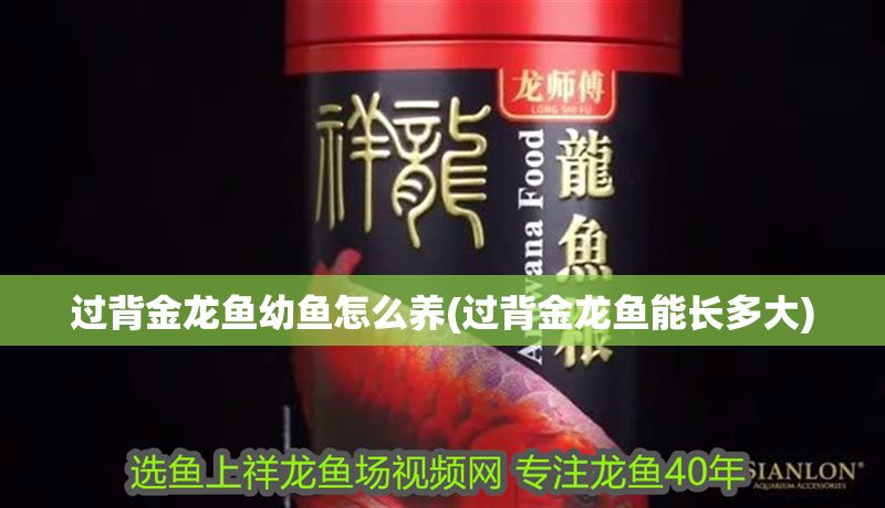 過背金龍魚幼魚怎么養(過背金龍魚能長多大) 過背金龍魚幼魚怎么養(過背金龍魚能長多大) 金龍魚百科 第1張