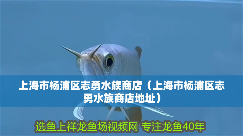 上海市楊浦區志勇水族商店（上海市楊浦區志勇水族商店地址）