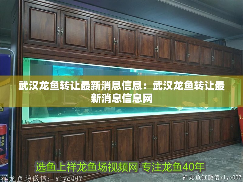 武漢龍魚轉讓最新消息信息：武漢龍魚轉讓最新消息信息網 武漢龍魚轉讓最新消息信息：武漢龍魚轉讓最新消息信息網 水族問答