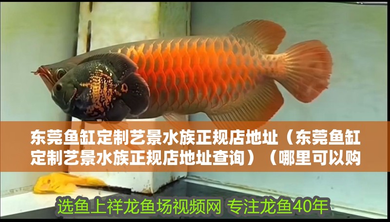 東莞魚缸定制藝景水族正規店地址（東莞魚缸定制藝景水族正規店地址查詢）（哪里可以購買水族市場？）