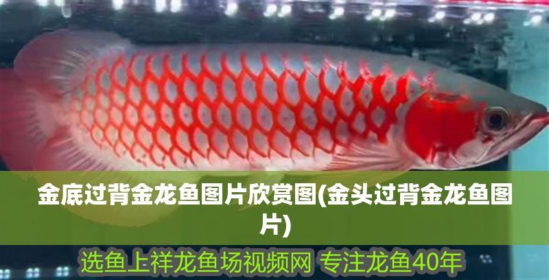 金底過(guò)背金龍魚(yú)圖片欣賞圖(金頭過(guò)背金龍魚(yú)圖片)