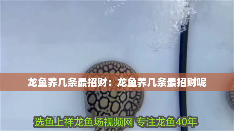 淡水海龍魚圖片大全高清圖：淡水海龍魚的圖片 淡水海龍魚圖片大全高清圖：淡水海龍魚的圖片 水族問答