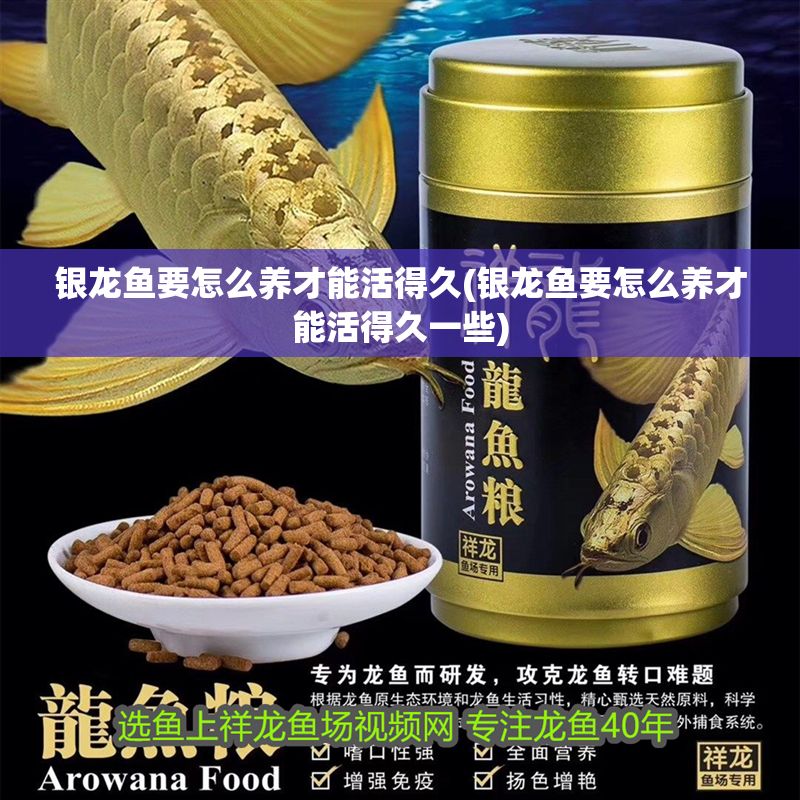 銀龍魚要怎么養才能活得久(銀龍魚要怎么養才能活得久一些)