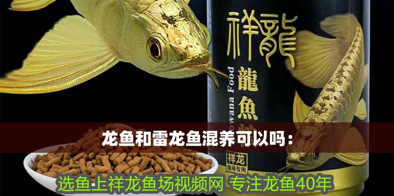 龍魚和雷龍魚混養(yǎng)可以嗎：
